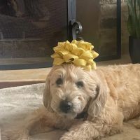 Newport Hills Animal Hospital ico
