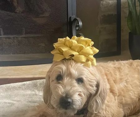 Newport Hills Animal Hospital