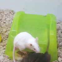 Petco ico
