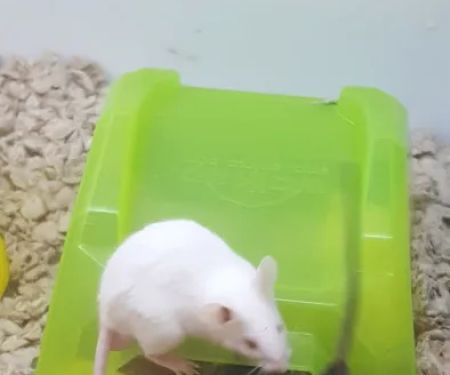 Petco