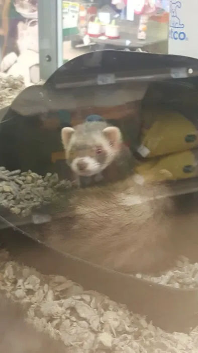 Petco Picture 2