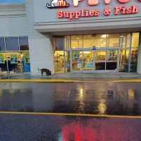 Petco ico