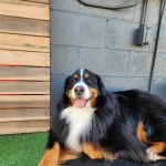 Newport Beach Veterinary Hospital