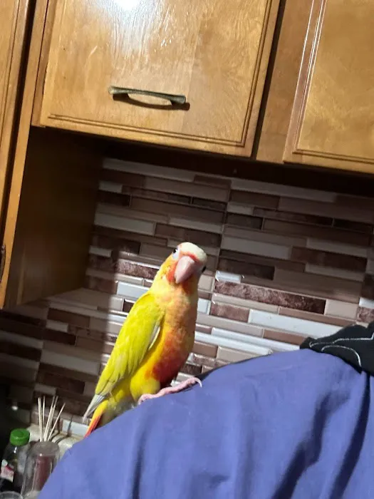 KB EXOTIC BIRDS Picture 1
