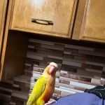 KB EXOTIC BIRDS