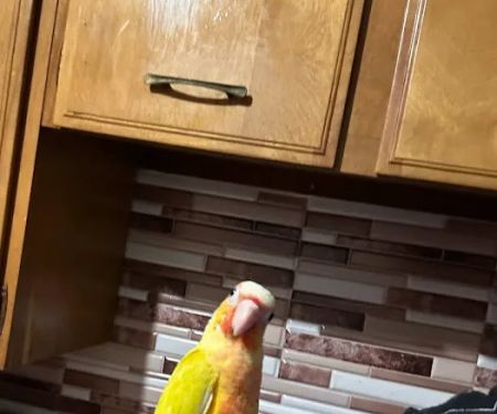 KB EXOTIC BIRDS
