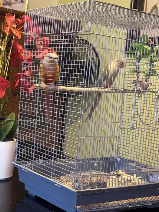KB EXOTIC BIRDS Picture 5
