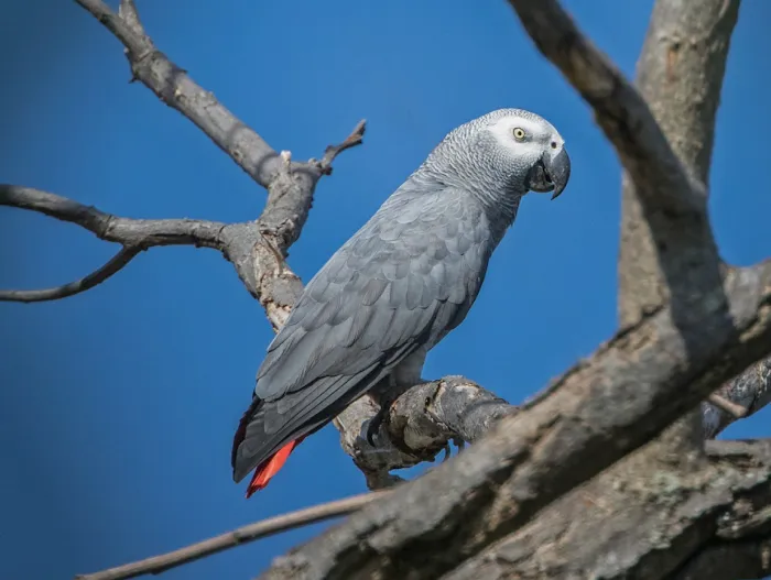 KB EXOTIC BIRDS Picture 8