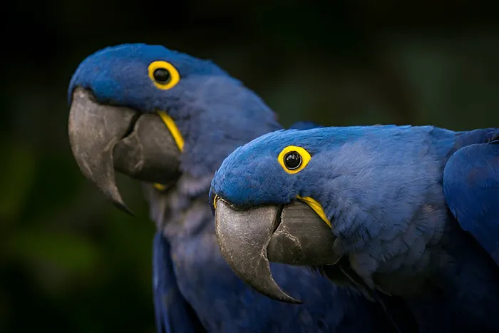 KB EXOTIC BIRDS Picture 6