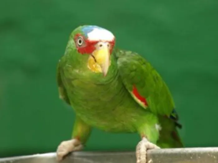 KB EXOTIC BIRDS Picture 7