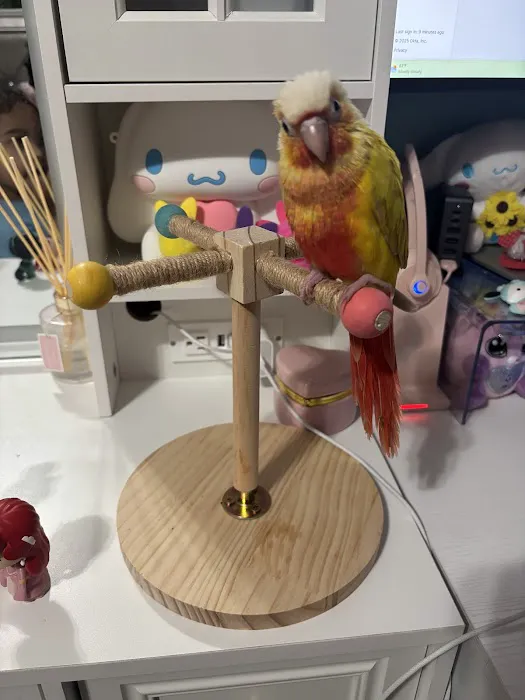 KB EXOTIC BIRDS Picture 3