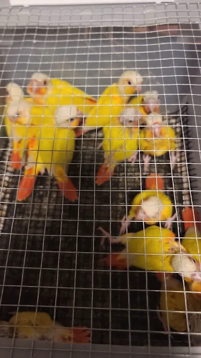 KB EXOTIC BIRDS Picture 4