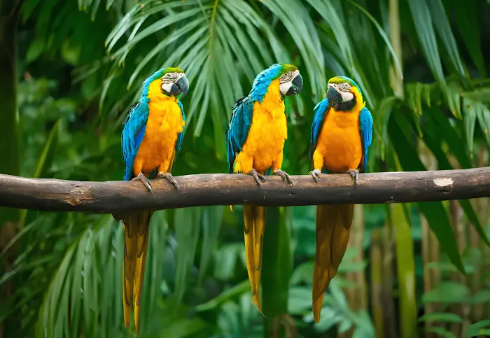 KB EXOTIC BIRDS Picture 10