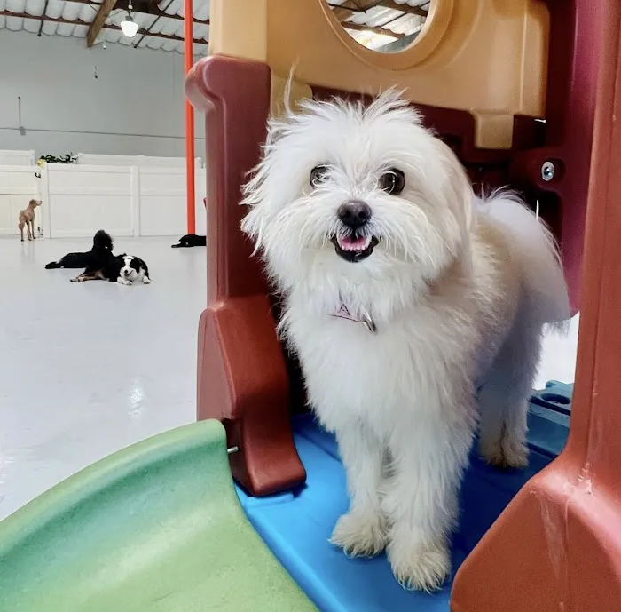 Paw Sweet Paw | Pet Resorts Picture 7