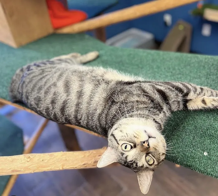 Paw Sweet Paw | Pet Resorts Picture 10