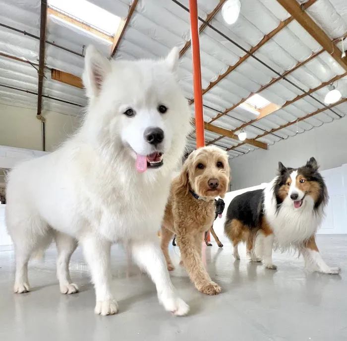 Paw Sweet Paw | Pet Resorts Picture 5