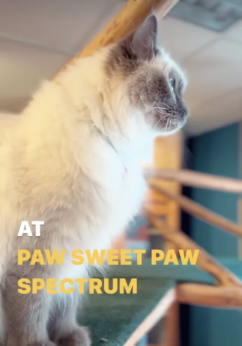 Paw Sweet Paw | Pet Resorts Picture 2