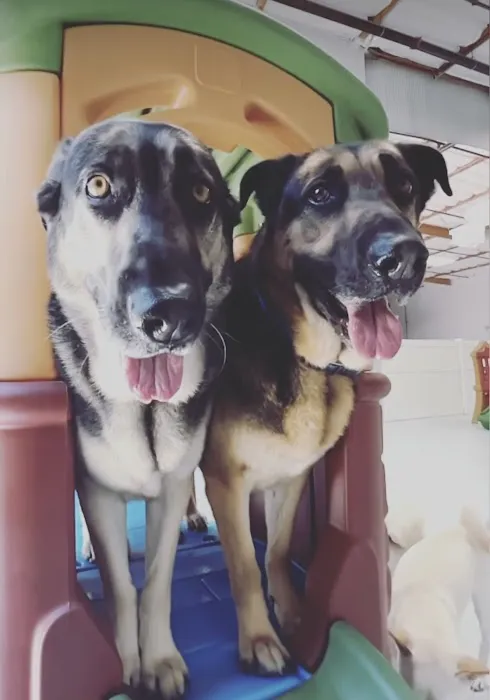 Paw Sweet Paw | Pet Resorts Picture 3