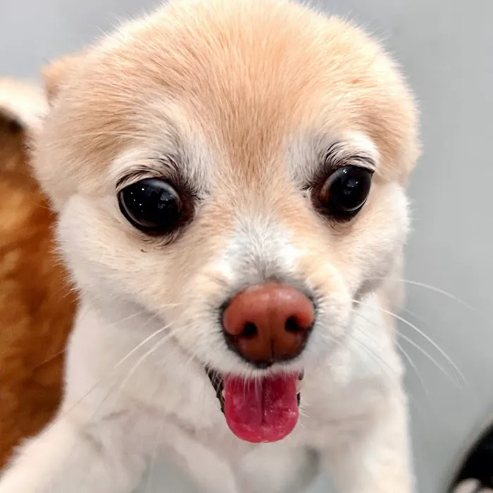 Paw Sweet Paw | Pet Resorts Picture 8