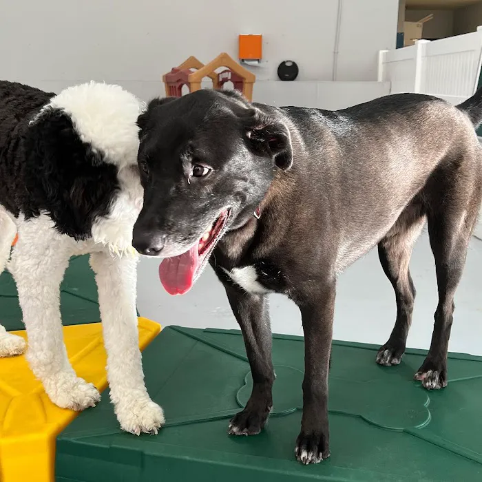 Paw Sweet Paw | Pet Resorts Picture 9