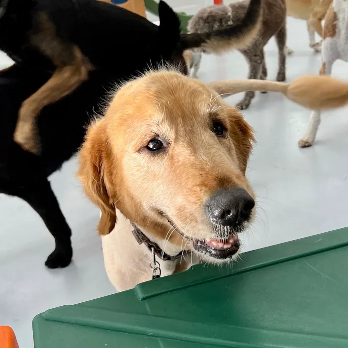 Paw Sweet Paw | Pet Resorts Picture 6