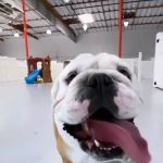 Paw Sweet Paw | Pet Resorts