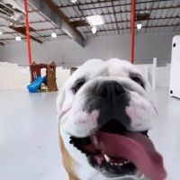 Paw Sweet Paw | Pet Resorts ico