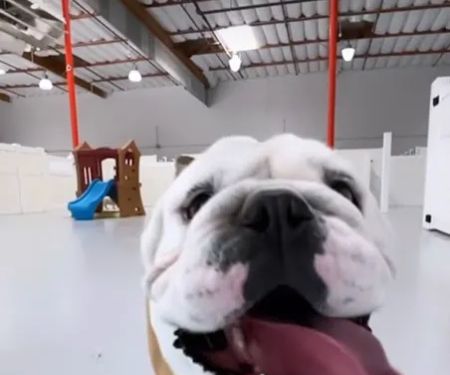 Paw Sweet Paw | Pet Resorts