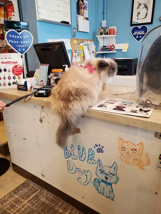 Blue Dog Pet Shop Picture 6