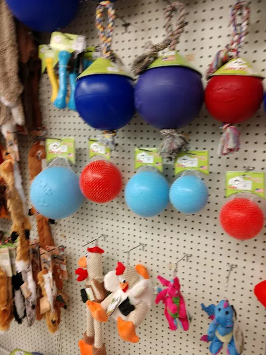 Blue Dog Pet Shop Picture 9