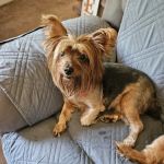 Doggie Delights Bakery