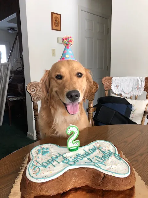 Doggie Delights Bakery Picture 4