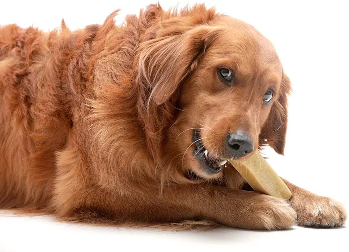 Doggie Delights Bakery Picture 5