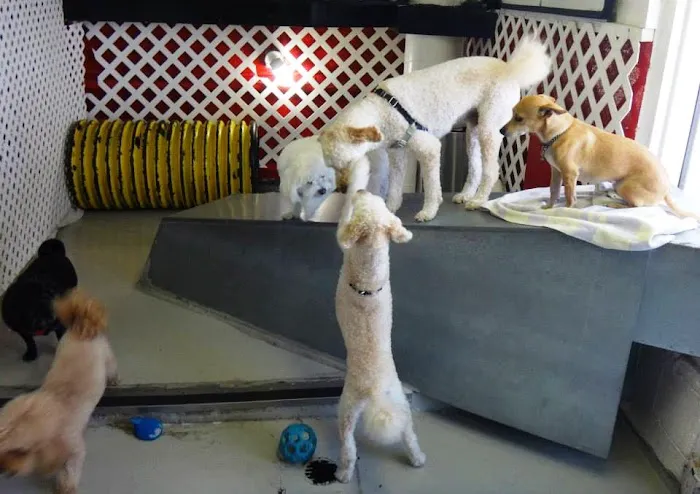 Newport Center Animal Hospital & Pet Hotel Suites Picture 2
