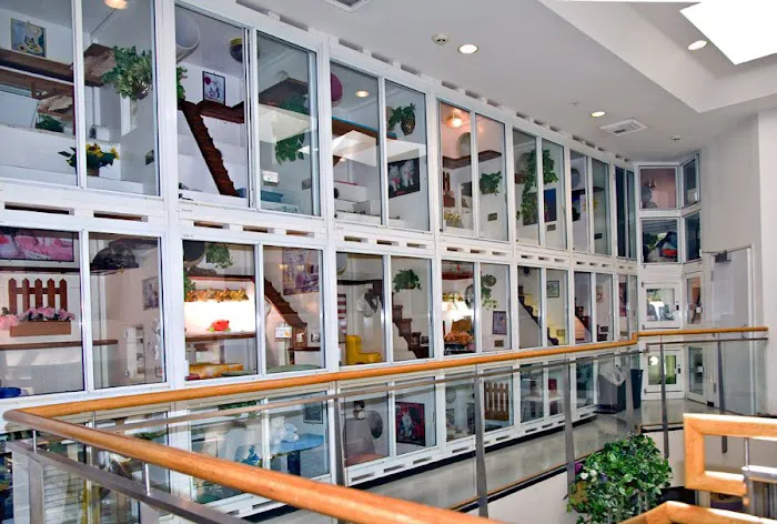 Newport Center Animal Hospital & Pet Hotel Suites Picture 8
