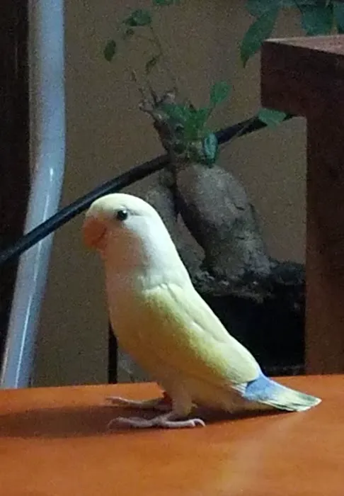 We Are Lovebird & Parrotlet Lovers Picture 5