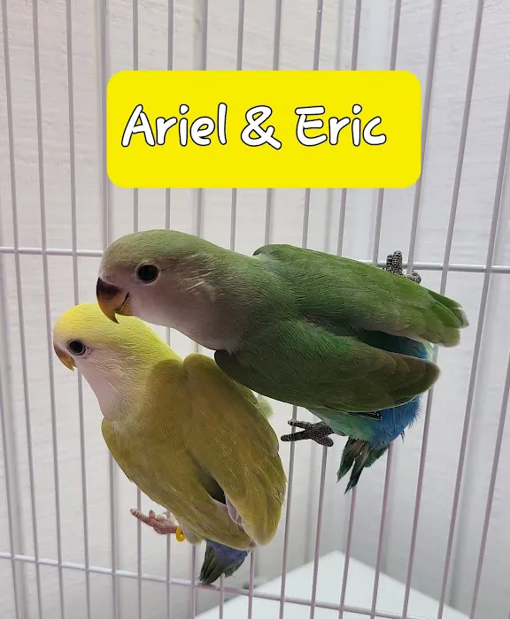 We Are Lovebird & Parrotlet Lovers Picture 10