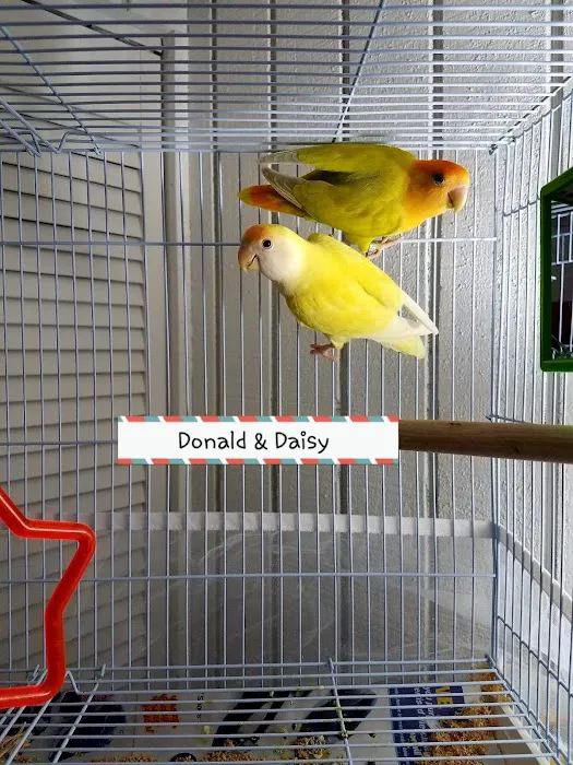 We Are Lovebird & Parrotlet Lovers Picture 6