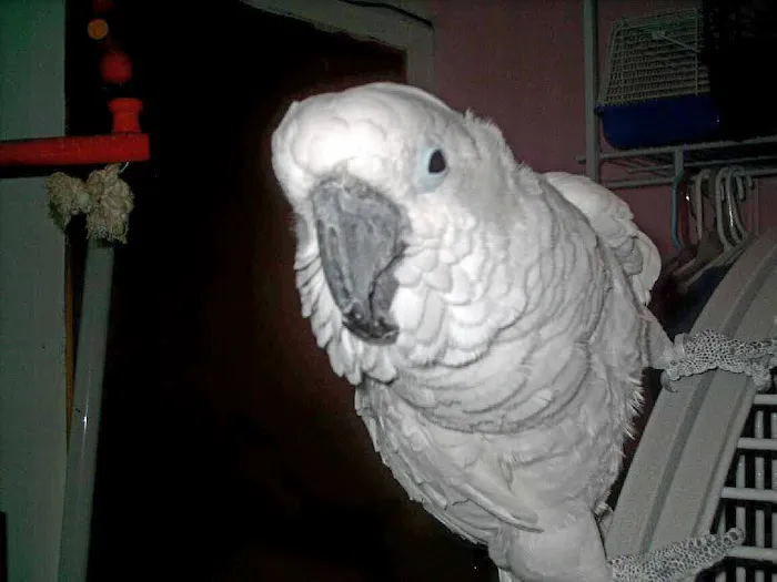 We Are Lovebird & Parrotlet Lovers Picture 3