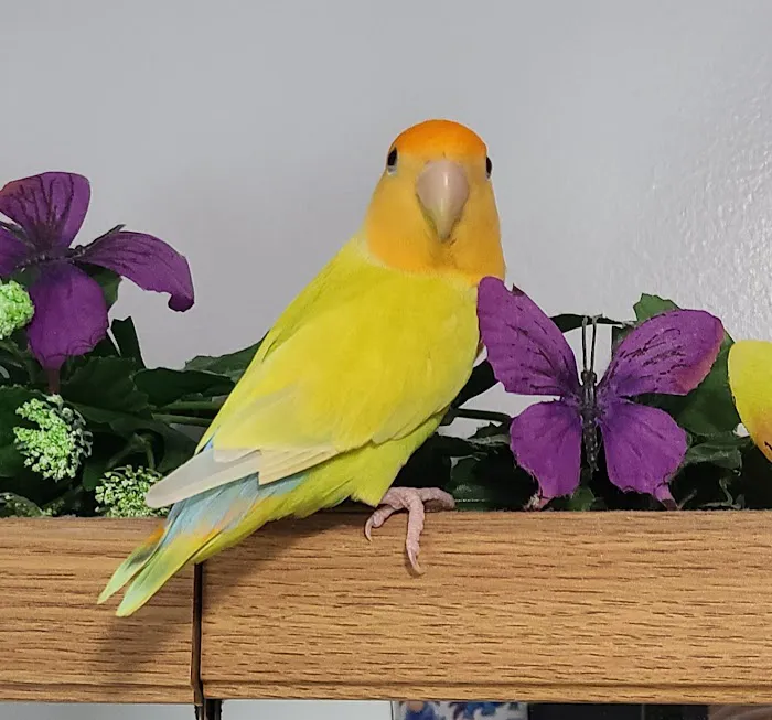 We Are Lovebird & Parrotlet Lovers Picture 9