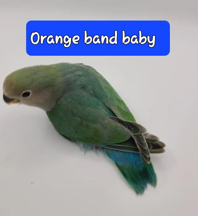 We Are Lovebird & Parrotlet Lovers Picture 2