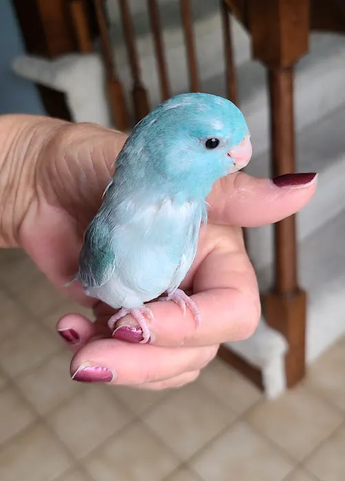 We Are Lovebird & Parrotlet Lovers Picture 1
