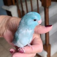 We Are Lovebird & Parrotlet Lovers ico
