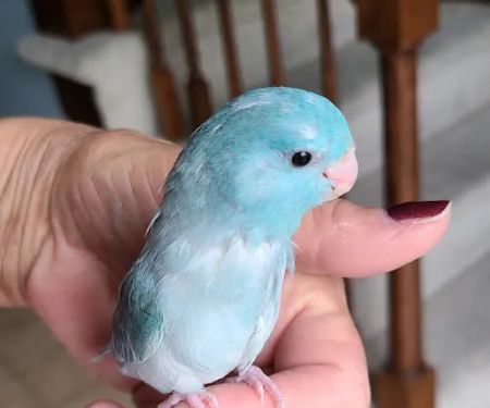 We Are Lovebird & Parrotlet Lovers