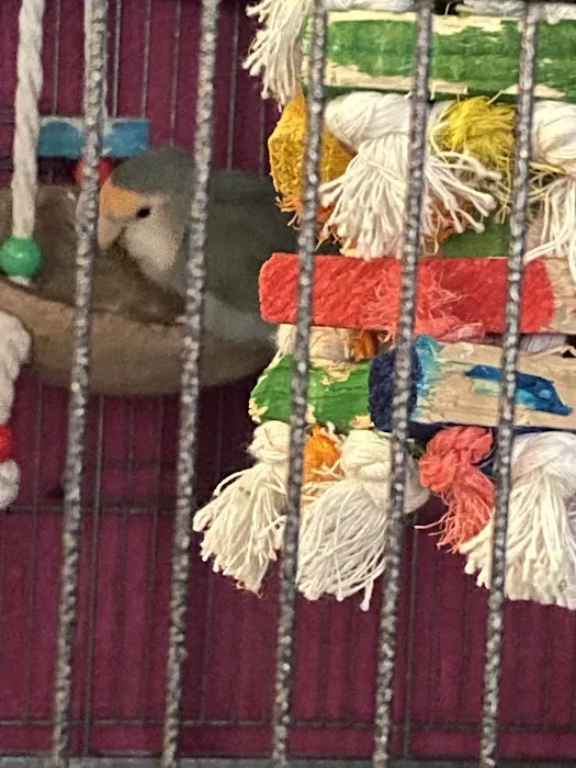 We Are Lovebird & Parrotlet Lovers Picture 4