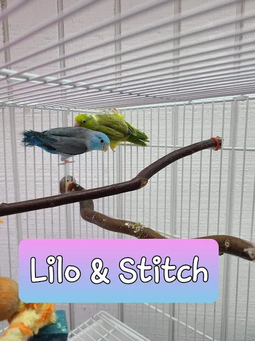 We Are Lovebird & Parrotlet Lovers Picture 8