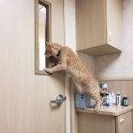 Newport Animal Hospital