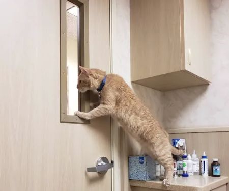 Newport Animal Hospital