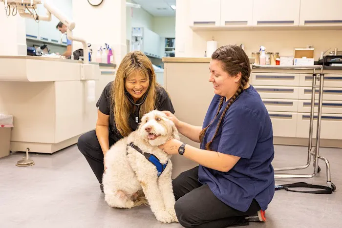 Newport Animal Hospital Picture 5