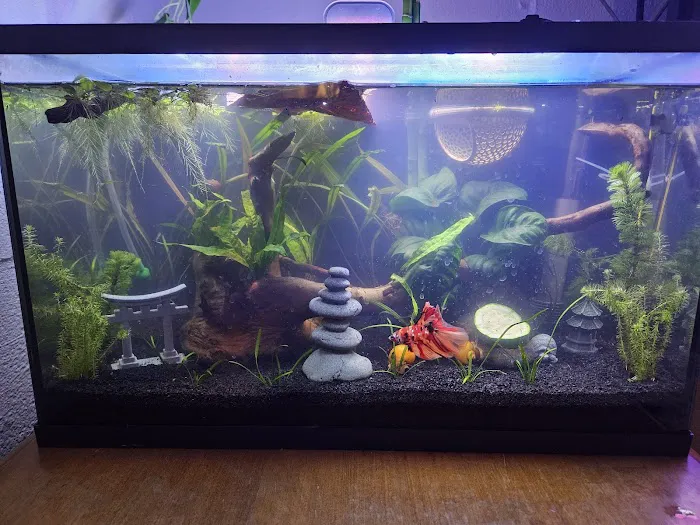 Fish & Friends Picture 4